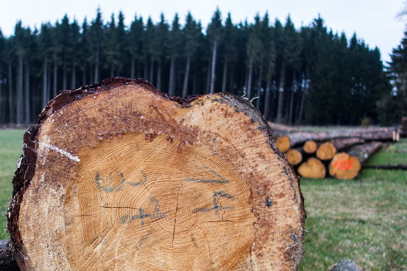 timber industry, Firewood, log, nature, environmental issues, paper, paper wood, grain, land, deforestation, spruce, brown, tree ring, oak, industry, Timber