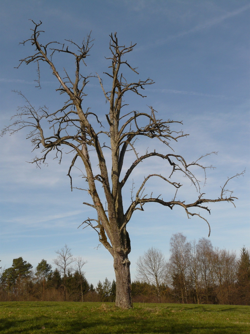 nature, beauty in nature, growing stock, tranquility, day, landscape, land, woodworks, logging, dying tree, growth, no people, wood, strains, bare tree