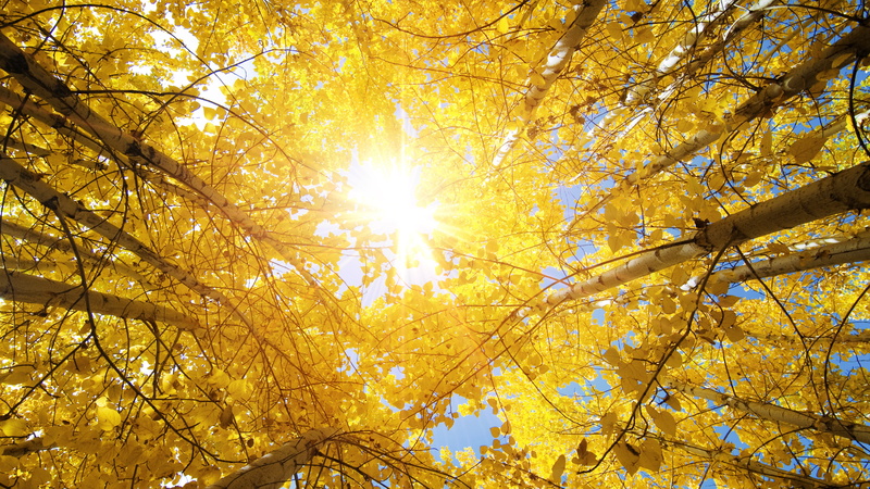 Fall, Autumn, 5K, Sunny, 5K, Aspen trees
