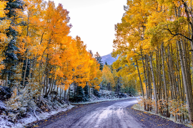 vibrant Color, red, direction, fall, travel, colors, tranquility, tree, aspen, october, autumn, yellow, aspen Tree, mountain, diminishing perspective, forest