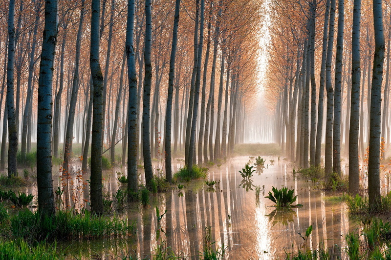 trees, swamp, aspen, aspen trees, forest, 1080P
