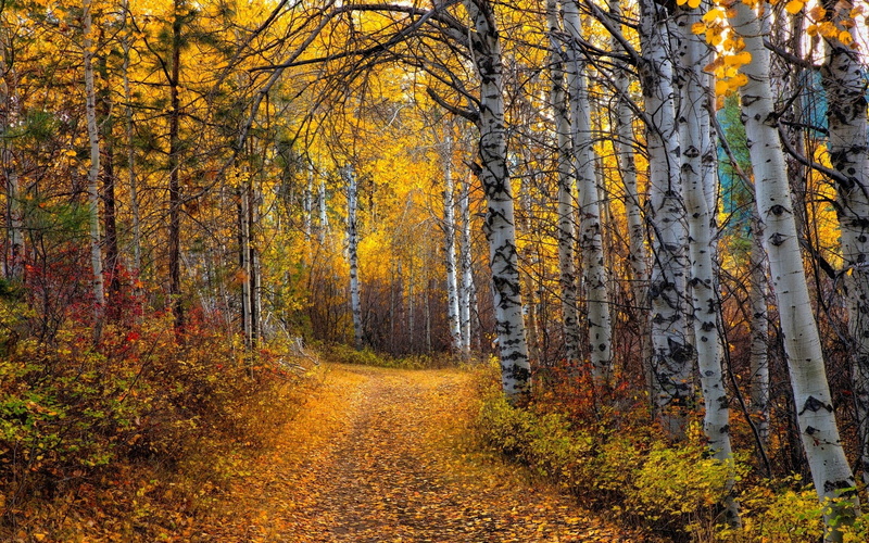 growth, plant, tree, no people, tranquility, the way forward, leaf, outdoors, tranquil scene, orange color, nature, nature landscape aspen trees leaves yellow path shrubs forest dirt road