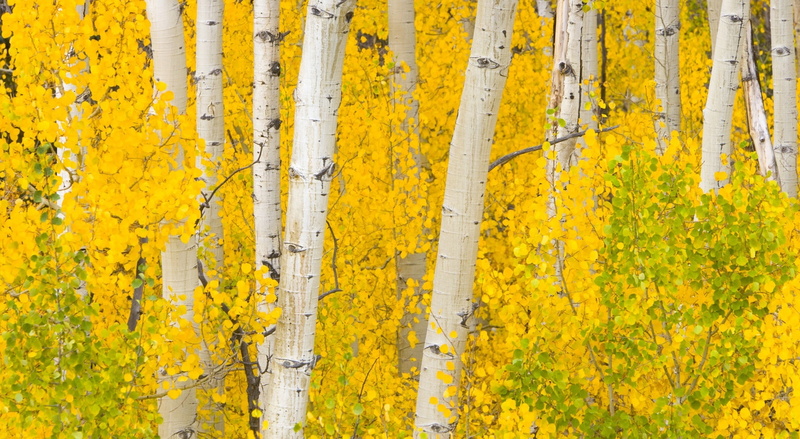 Yellow, tree trunk, white, 1080P, land, Mountains, beauty in nature, day, change, plant part, full frame, plant, trunk, Rocky, backgrounds, tree, no people