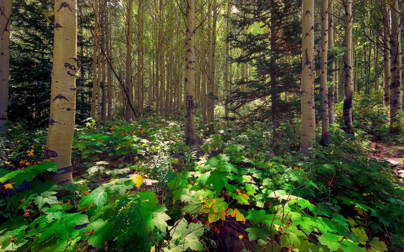Sunlight, Aspen, Pine, 2K, Forest, Leaves, Trees