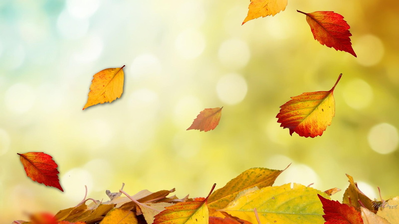 birch, gold, aspen, bokeh, amber, leaves, auumn, tears, fall, 1080P