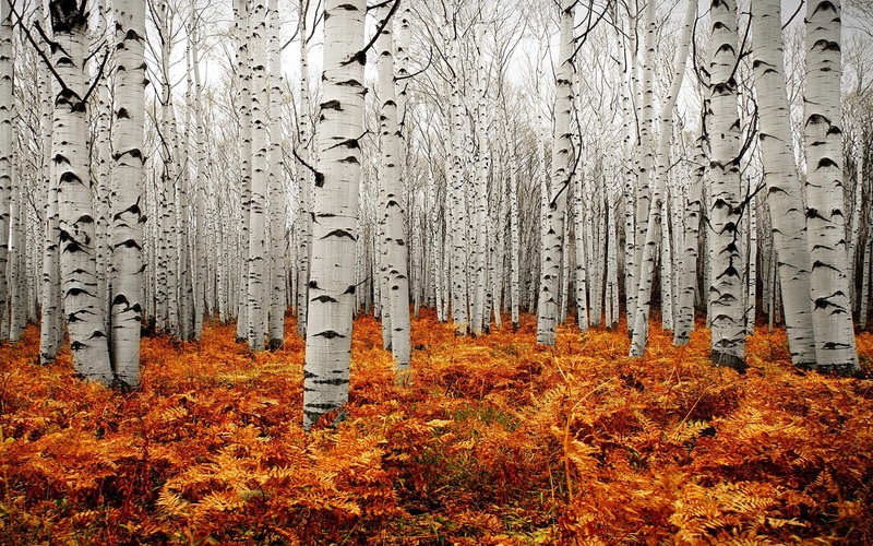 tremuloide, american, 2K, aspens, colorado, scenery, united, states, forest, tree, populus, landscape, autumn, hd