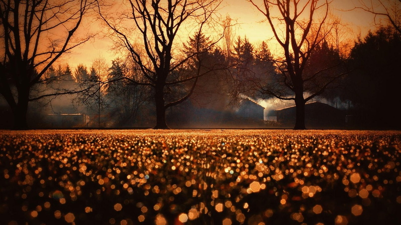 hd, orange, myst, sunrise, field, lights, 1080P, bokeh, trees, morning