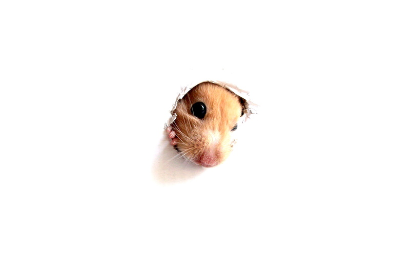 Hamster, 2K, peek-a-Boo through a hole in a white wall