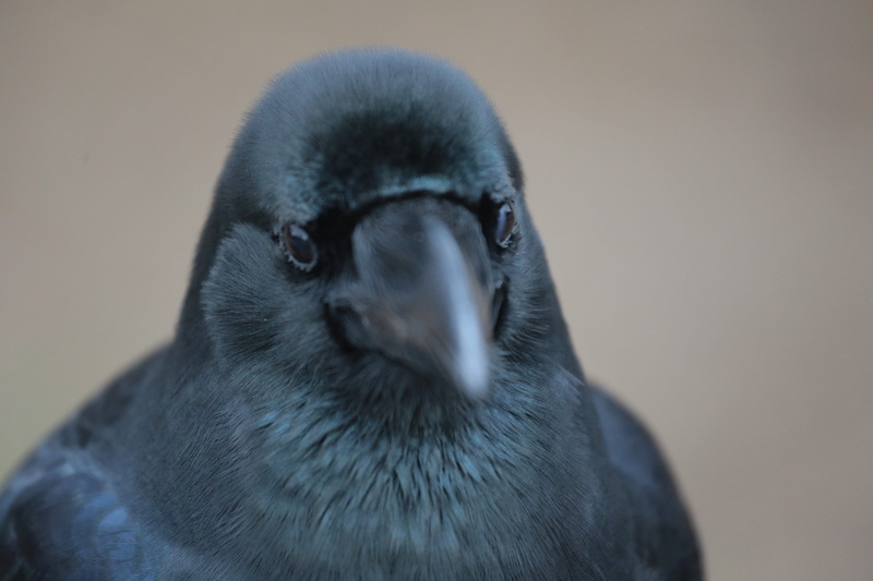 tokyo, animals in the wild, animais, animal eye, focus on foreground, corvo, japão, vertebrate, portrait, nature, no people, close-up, 5K, karasu, one animal
