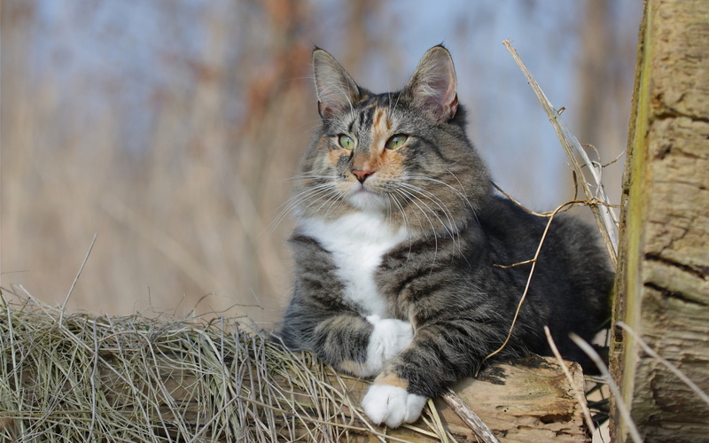 4K, cat backgrounds, fluffy, norwegian forest cat, download 3840x2400 norwegian forest cat