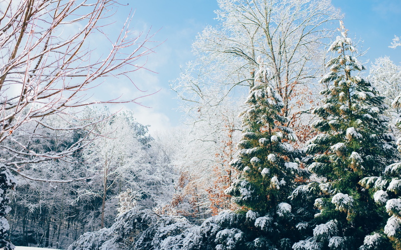 4K, snow, forest, trees backgrounds, download 3840x2400 forest, Winter
