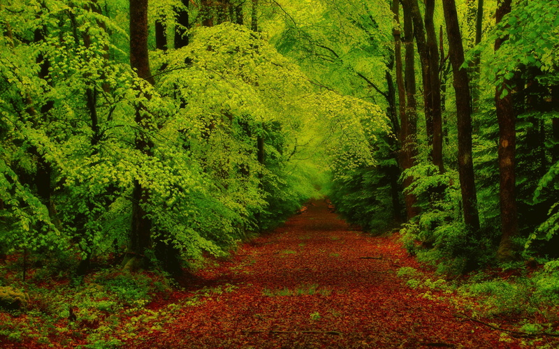 pathway, trees backgrounds, download 3840x2400 forest, forest, 4K