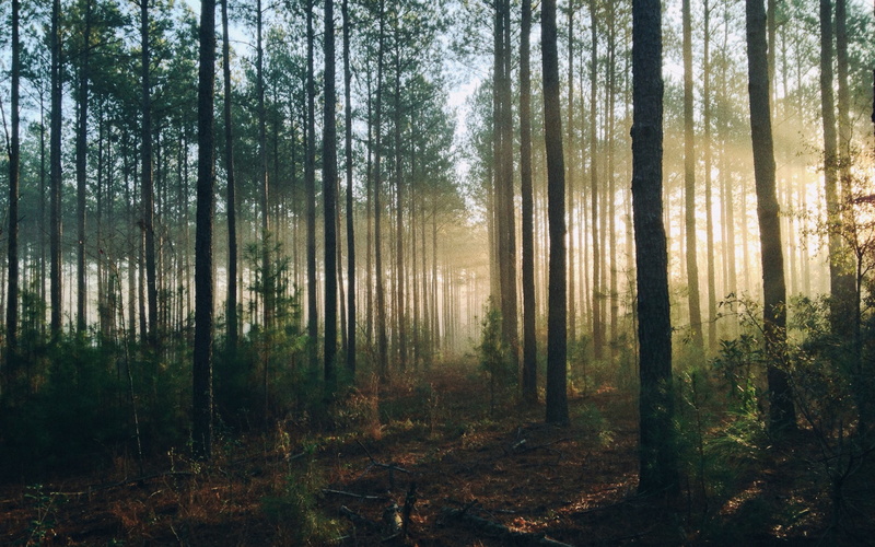 4K, trees backgrounds, download 3840x2400 forest, forest, light