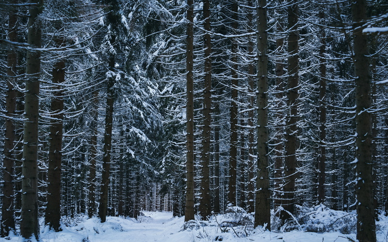 forest, trees, 4K, snow, download 3840x2400 forest, winter backgrounds