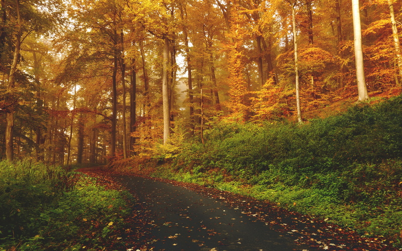 trail, Forest, trees backgrounds, 4K, download 3840x2400 autumn, autumn