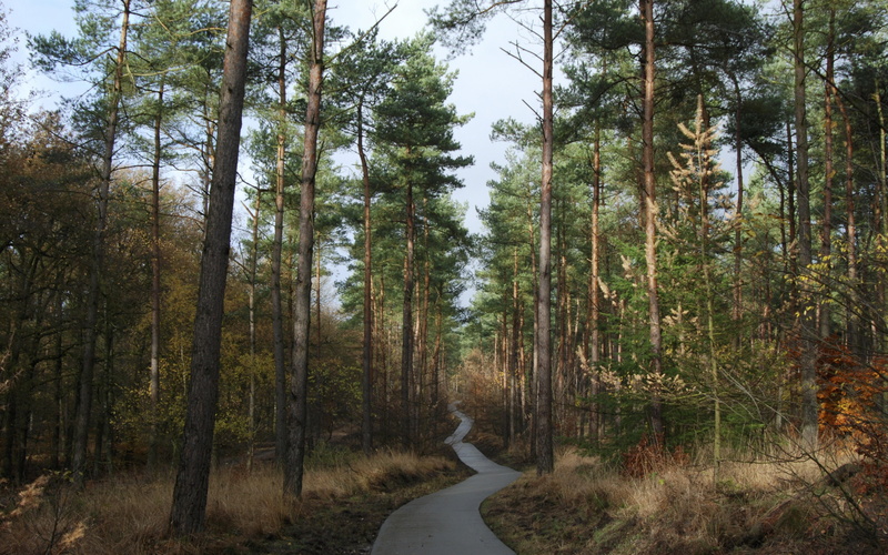 download 3840x2400 forest, forest, pathway, trees backgrounds, 4K