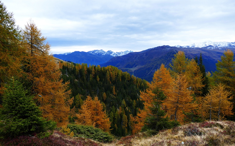 autumn, 4K, mountains backgrounds, download 3840x2400 forest, trees, forest
