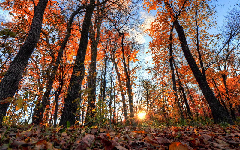 light, download 3840x2400 forest, rays, trees backgrounds, 4K, forest