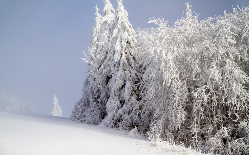 forest, 4K, snow, winter backgrounds, download 3840x2400 forest