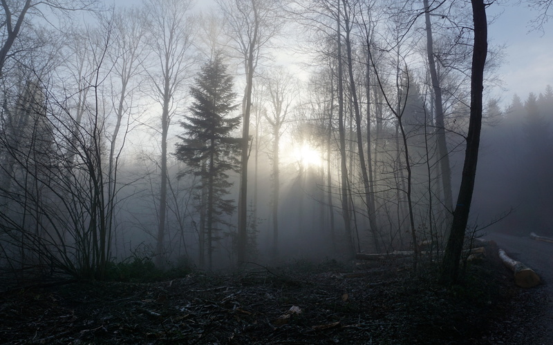 trees, fog backgrounds, forest, download 3840x2400 forest, 4K