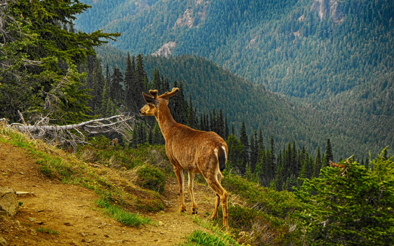 mountain backgrounds, Forest, trees, grass, deer, download 3840x2400 deer, 4K
