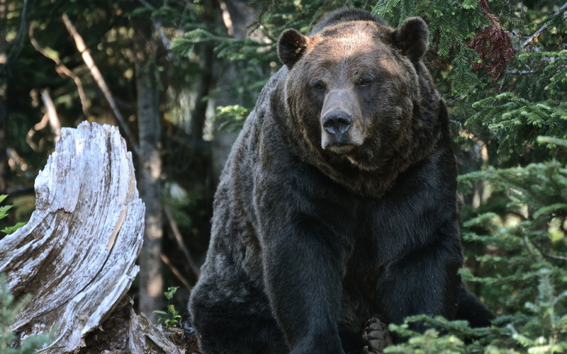 Forest, trees, grizzly backgrounds, bear, 4K, download 3840x2400 bear