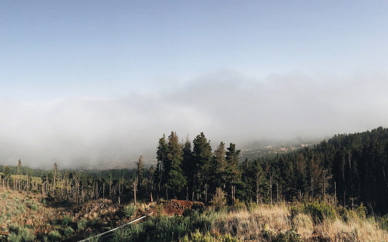Fog, sky backgrounds, grass, download 3840x2400 forest, forest, 4K