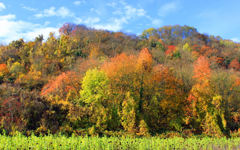 grass, autumn, trees backgrounds, 4K, Forest, download 3840x2400 autumn