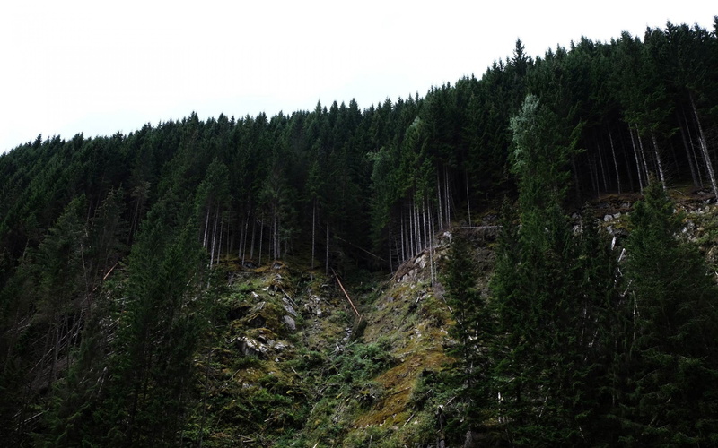 hill, trees backgrounds, download 3840x2400 forest, 4K, forest