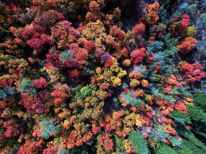 beauty in nature, change, abundance, marine, high angle view, nature, tranquility, pink color, green color, backgrounds, outdoors, growth, multi colored