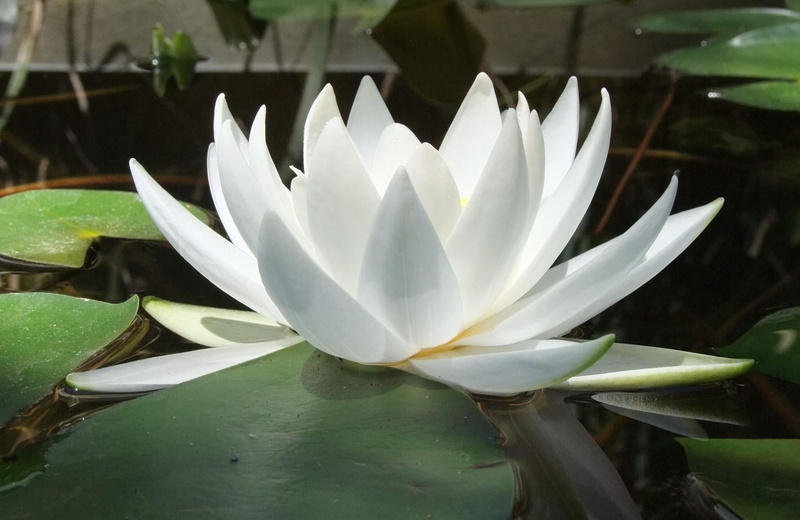 white color, inflorescence, green Color, water Lily, summer, flower, aquatic, petal, freshness, lily, single Flower, vulnerability, leaves, nature, tropical Climate