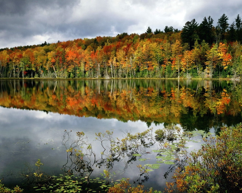 green, wilderness Area, pond, october, color Image, colors, scenics, park - Man Made Space, tranquil Scene, lush Foliage, plant part, river, yellow, woodland