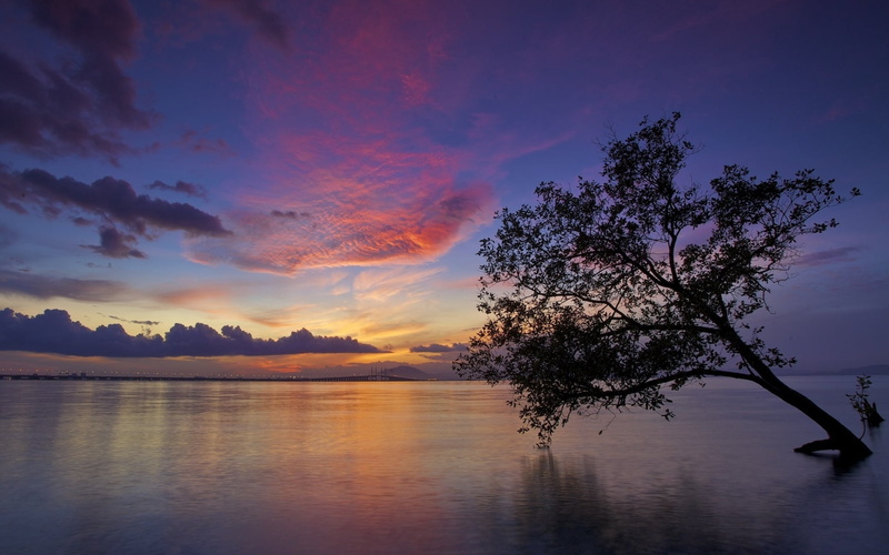 landscape, travel, dusk, coastline, tranquility, plant, scenics - nature, horizon Over Water, cloud - Sky, waterfront, surface of the water, non-Urban Scene