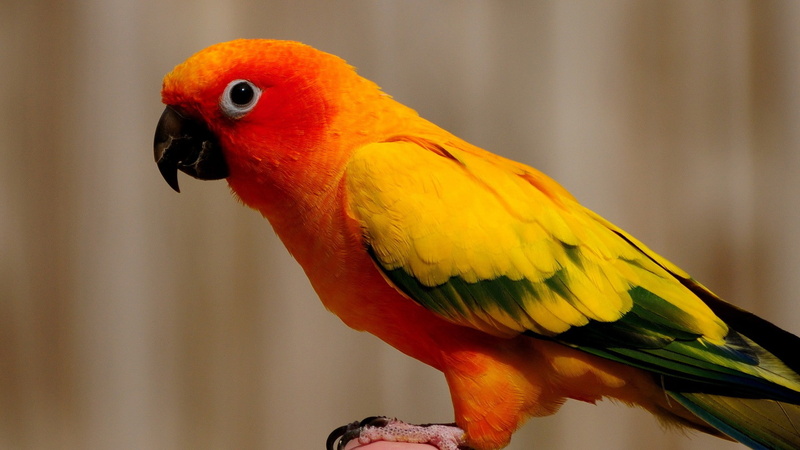 parrots, conures, sun, birds, conure, 1080P