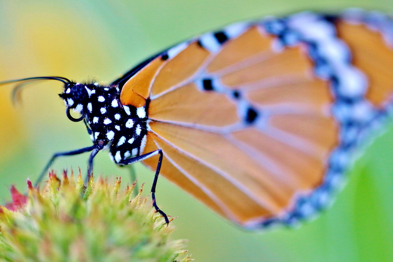 botany, pollination, camp, multi Colored, animal wildlife, close-up, flower, colorful, coloured wings, beauty In Nature, garden, macro, no people, season