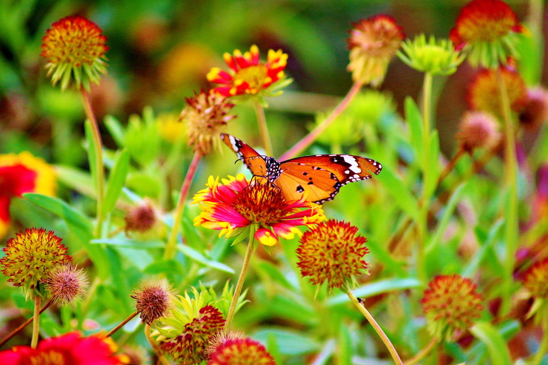 animal wing, invertebrate, insects, animal wildlife, skardu, flowering plant, close-up, butterfly, camp, pakistan, flower, coloured wings, red, springtime