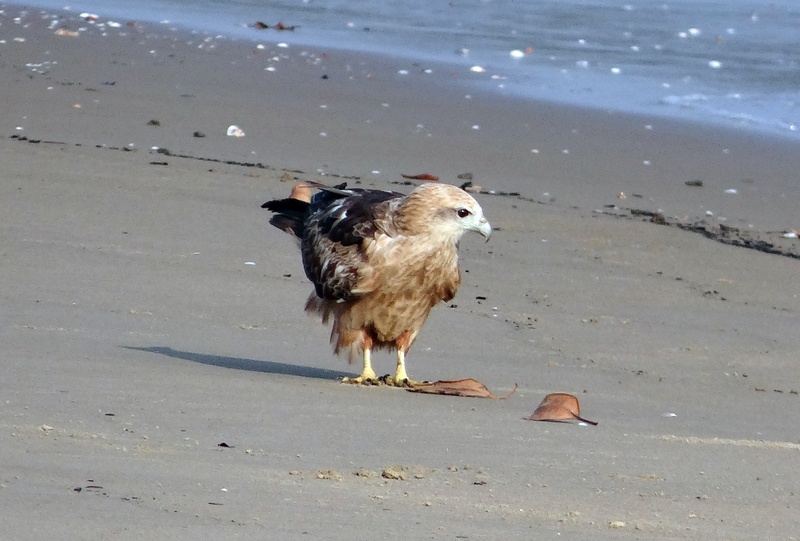 bird, sea-eagle, beach, river, land, fauna, bank, animal wildlife, sand, india, wet, karnataka, nature, vertebrate, day, aghanashini, red-backed, sea, seagull
