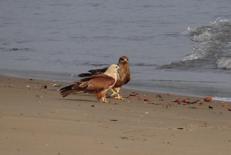 sea-eagle, animal themes, brahminy kite, karnataka, india, haliastur indus, vertebrate, seagull, sea, day, 2K, red-backed, bank, river, animal wildlife