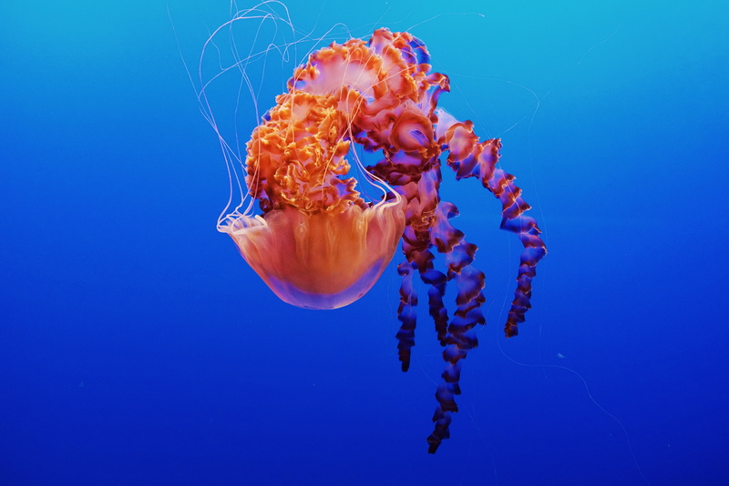 water, California, undersea, poisonous, animal, animal themes, swimming, Monterey Bay Aquarium, blue background, marine, Jellyfish, invertebrate, nature