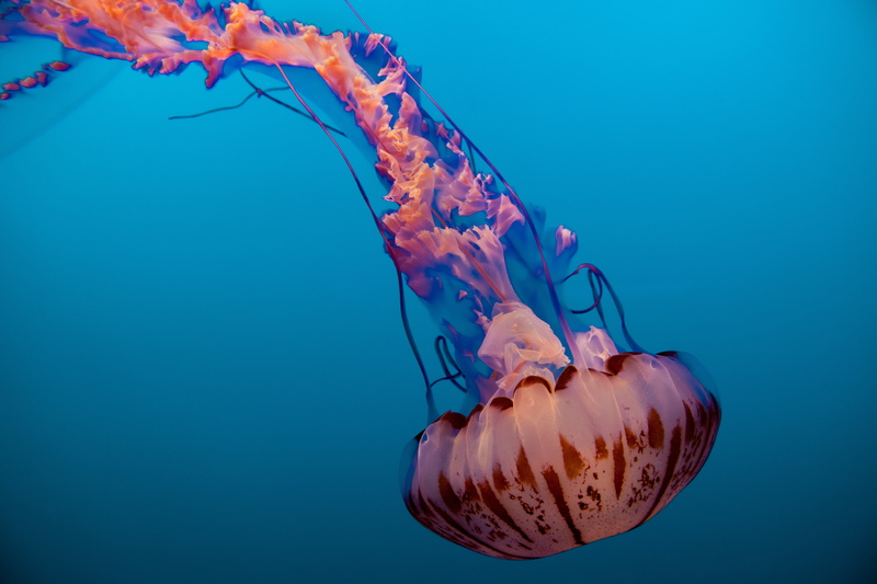 8K, USA, Jellyfish, Monterey Bay Aquarium, California