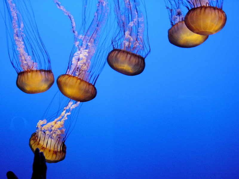 underwater, California, aquarium, USA, swimming Animal, Sea Nettle, Monterey  Bay  Aquarium, california, nature, monterey, tentacle, photography, Monterey