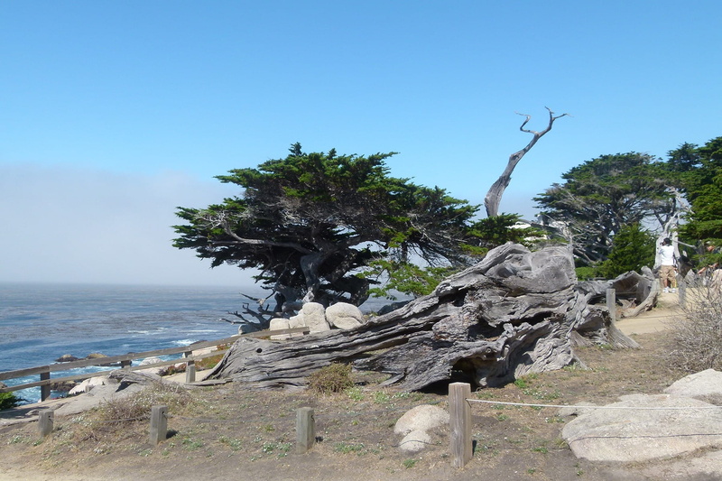 sea, Water, rock formation, plant, 720P, solid, Monterey, beauty in nature, tranquility, sky, dead plant, shoreline, Scenery, landscape, usa, scenics - nature