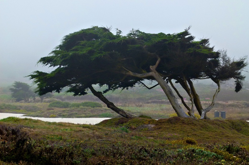 trees, california, tranquil scene, beauty in nature, non-urban scene, land, 720P, no people, plant, landscape, outdoors, tranquility, environment, tree