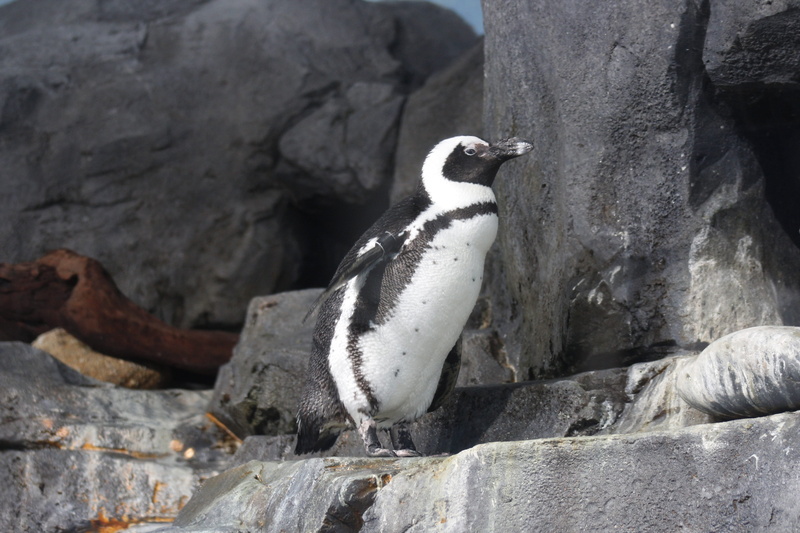 bird, one animal, coast, monterey, solid, cali, animal, animal themes, 5K, penguin, rock - object, side view, perching, usa, no people, monterey aquarium