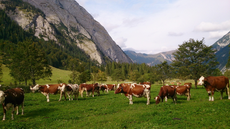 no people, outdoors, cow, cloud - sky, herd, group of animals, land, domestic animals, nature, cattle, mountain range, kühe, field, mountain, domestic