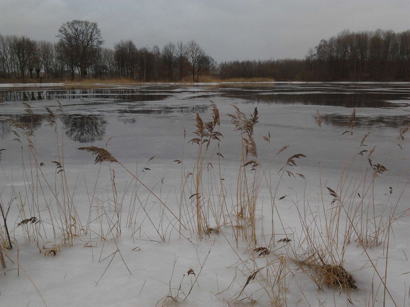 landschaft, plant, see, land, 1080P, tranquil scene, winter, environment, wasser, swamp, frozen, day, beauty in nature, water, no people, lake, schnee