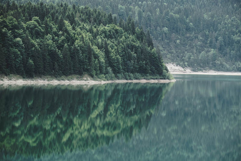 growth, love, beauty in nature, lovers, bayern, 5K, see, no people, non-urban scene, land, pine tree, forests, reflection, tree, flowing water, plant
