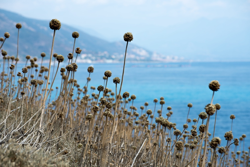plants, beach, meer, france, close-up, sky, outdoors, pflanzen, fragility, pointe de la parata, landschaft, beauty in nature, growth, gebüsch, nature, landscape