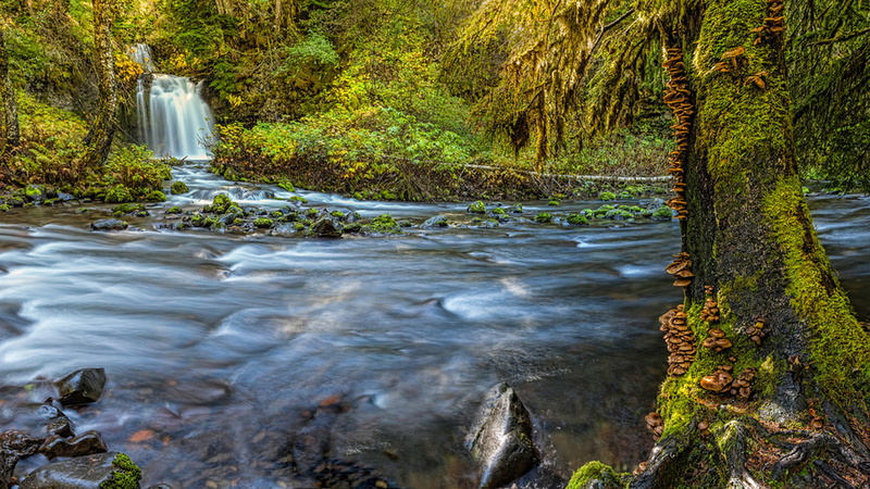 national, 1080P, lewis, gifford, park, washington, pinchot, forest, destop, hd, county, beautiful