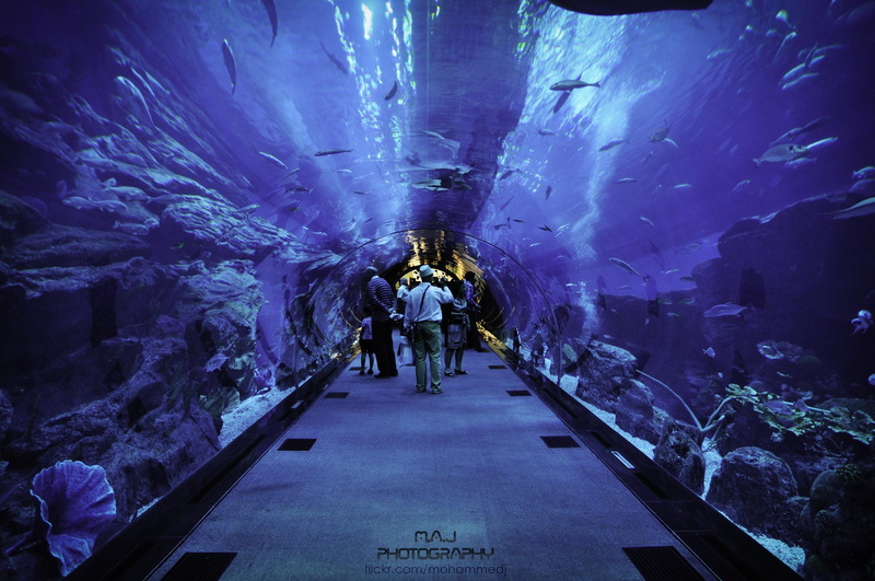 dubai, 1080P, nature and landscapes, aquarium, dubai aquarium, m-a-j photography